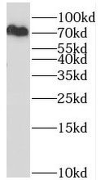 RBM14 Antibody