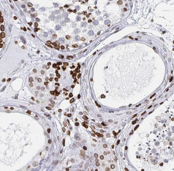 SCAF8 Antibody