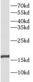 RBM3 Antibody