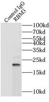 RBM3 Antibody