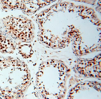 RBM3 Antibody