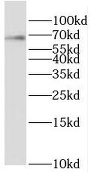 RBM42 Antibody