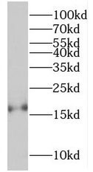 RBP5 Antibody