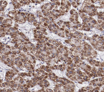 RBP5 Antibody