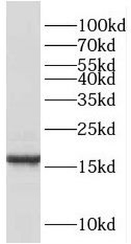 RBP7 Rabbit Polyclonal Antibody