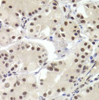 RBPJ Antibody