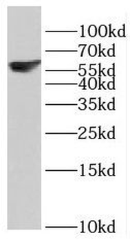 RBPJL Antibody