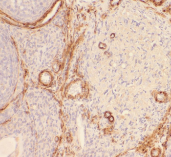 RBPMS Antibody