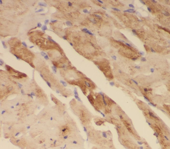RBX1 Antibody