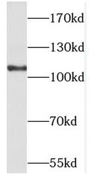CDH4 Antibody