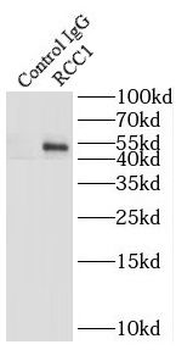 RCC1 Antibody