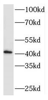RCL1 Antibody
