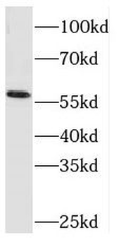 RCOR2 Antibody