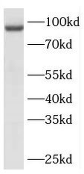 REC8 Antibody