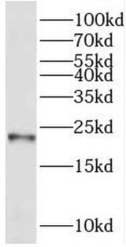 REEP1 Antibody