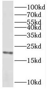 REEP5 Antibody