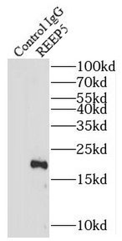 REEP5 Antibody