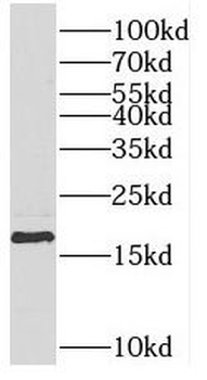 REG4 Antibody