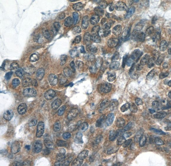 RELB Antibody