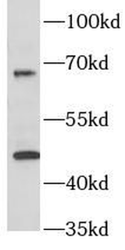 RELT Antibody