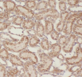 RNLS Antibody