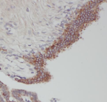 RERG Antibody