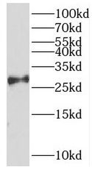 REXO2 Antibody