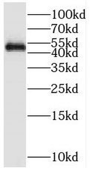 REXO4 Antibody