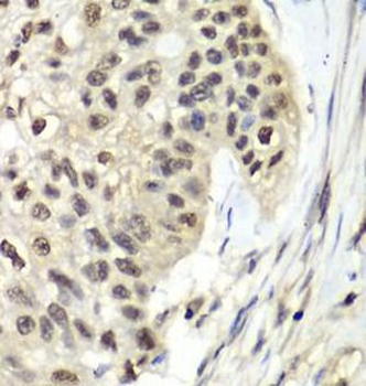 RFC5 Antibody