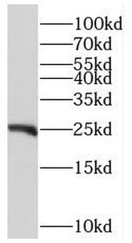 RFXAP Antibody