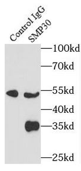 RGN Antibody