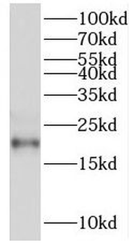 RGS10 Antibody