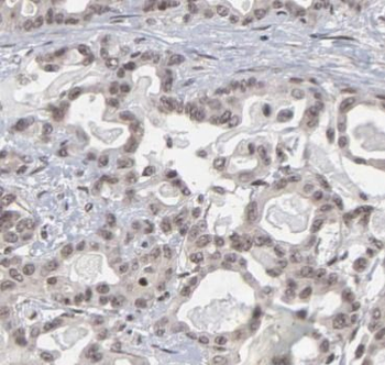 RGS2 Antibody
