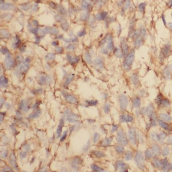 RGS3 Antibody