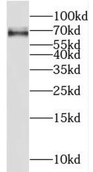 RGS7 Antibody