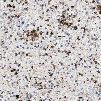 RGS7 Antibody
