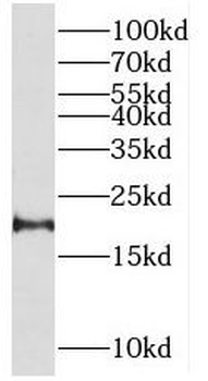 RHEB Antibody