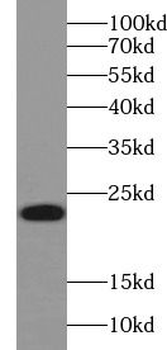 RHOA Rabbit Polyclonal Antibody