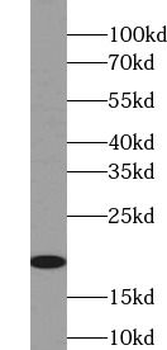 RHOC Antibody