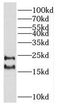 RHOF Antibody