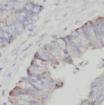 RHOF Antibody