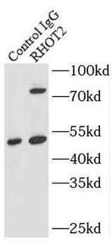 RHOT2 Antibody