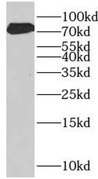 RHPN2 Antibody
