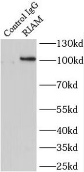 APBB1IP Antibody