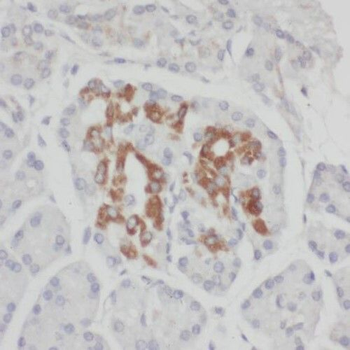 RIC8A Antibody