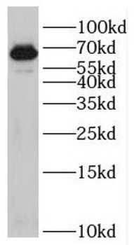 RIC8B Antibody