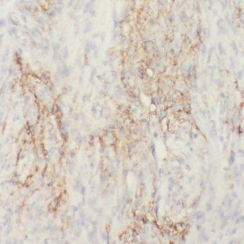 RIC8B Antibody