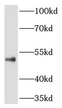 RILPL1 Antibody