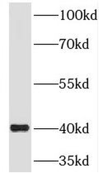 RIMS3 Antibody