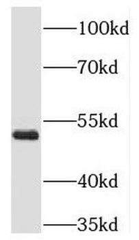 RING1 Antibody